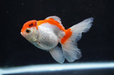 Baby Thai Oranda  Red White 3.5 Inch (ID#404TPTA-86) Free2Day SHIPPING