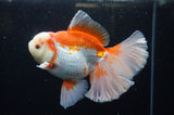 Thai Oranda  Red White 6 Inch (ID#304To7b-116)