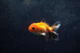 Baby Thai Oranda  Tricolor 3 Inch (ID#1213ToPTA-22) Free2Day SHIPPING