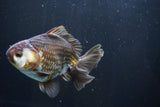 Thai Oranda  Panda 4.5 Inch (ID#1008R12c-117) Free2Day SHIPPING