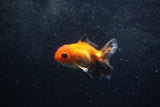 Baby Thai Oranda  Tricolor 3 Inch (ID#1213ToPTA-22) Free2Day SHIPPING