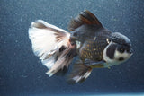 Thai Oranda  Panda 7 Inch (ID#1015To6c-106)