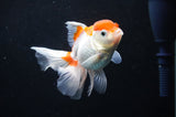 Baby Thai Oranda  Red White 3.5 Inch (ID#404TPTA-86) Free2Day SHIPPING