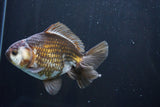 Thai Oranda  Panda 4.5 Inch (ID#1008R12c-117) Free2Day SHIPPING