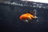 Baby Thai Oranda  Tricolor 3 Inch (ID#1213ToPTA-22) Free2Day SHIPPING