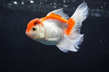 Baby Thai Oranda  Red White 3.5 Inch (ID#404TPTA-86) Free2Day SHIPPING
