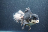 Thai Oranda  Panda 7 Inch (ID#1015To6c-106)