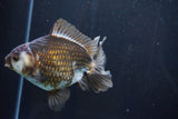 Thai Oranda  Panda 4.5 Inch (ID#1008R12c-117) Free2Day SHIPPING