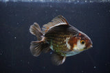 Thai Oranda  Panda 4.5 Inch (ID#1008R12c-117) Free2Day SHIPPING