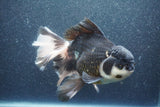 Thai Oranda  Panda 7 Inch (ID#1015To6c-106)