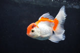 Baby Thai Oranda  Red White 3.5 Inch (ID#404TPTA-86) Free2Day SHIPPING