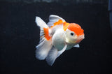 Baby Thai Oranda  Red White 3.5 Inch (ID#404TPTA-86) Free2Day SHIPPING