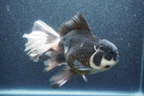 Thai Oranda  Panda 7 Inch (ID#1015To6c-106)