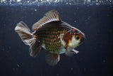 Thai Oranda  Panda 4.5 Inch (ID#1008R12c-117) Free2Day SHIPPING