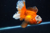 Thai Oranda  Red White 5.5 Inch (ID#304To7b-117)