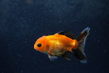 Baby Thai Oranda  Tricolor 3 Inch (ID#1213ToPTA-22) Free2Day SHIPPING