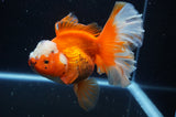 Thai Oranda  Red White 5.5 Inch (ID#304To7b-117)