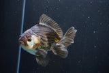 Thai Oranda  Panda 4.5 Inch (ID#1008R12c-117) Free2Day SHIPPING