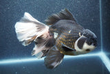 Thai Oranda  Panda 7 Inch (ID#1015To6c-106)