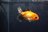 Baby Thai Oranda  Tricolor 3 Inch (ID#1213ToPTA-22) Free2Day SHIPPING