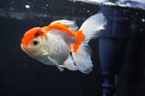 Baby Thai Oranda  Red White 3.5 Inch (ID#404TPTA-86) Free2Day SHIPPING