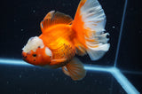 Thai Oranda  Red White 5.5 Inch (ID#304To7b-117)