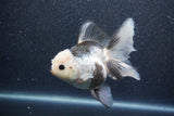 Thai Oranda  Panda 5.5 Inch (ID#1015To6c-107)