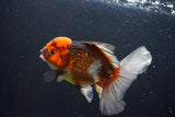 Thai Oranda  Tricolor 4.5 Inch (ID#1008R12c-118) Free2Day SHIPPING