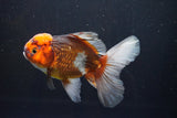 Thai Oranda  Tricolor 4.5 Inch (ID#1008R12c-118) Free2Day SHIPPING