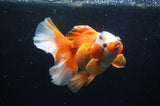 Thai Oranda  Red White 5.5 Inch (ID#304To7b-117)