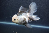 Thai Oranda  Panda 5.5 Inch (ID#1015To6b-107)