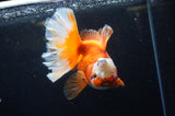 Thai Oranda  Red White 5.5 Inch (ID#304To7b-117)