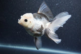 Thai Oranda  Panda 5.5 Inch (ID#1015To6b-107)