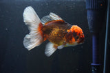 Thai Oranda  Tricolor 4.5 Inch (ID#1008R12c-118) Free2Day SHIPPING