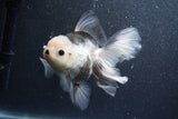 Thai Oranda  Panda 5.5 Inch (ID#1015To6b-107)