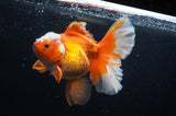 Thai Oranda  Red White 5.5 Inch (ID#304To7b-117)
