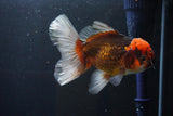 Thai Oranda  Tricolor 4.5 Inch (ID#1008R12c-118) Free2Day SHIPPING