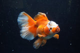 Thai Oranda  Red White 5.5 Inch (ID#304To7b-117)