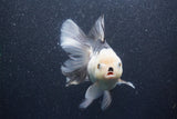 Thai Oranda  Panda 5.5 Inch (ID#1015To6b-107)