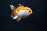 Baby Thai Oranda  Red White 2.5 Inch (ID#404TPTA-87) Free2Day SHIPPING