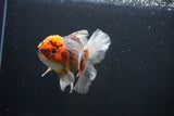 Thai Oranda  Tricolor 4.5 Inch (ID#1008R12c-118) Free2Day SHIPPING