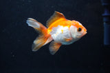 Baby Thai Oranda  Red White 2.5 Inch (ID#404TPTA-87) Free2Day SHIPPING