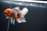 Thai Oranda  Tricolor 4.5 Inch (ID#1008R12c-118) Free2Day SHIPPING