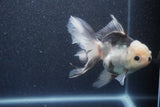 Thai Oranda  Panda 5.5 Inch (ID#1015To6b-107)