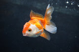 Baby Thai Oranda  Red White 2.5 Inch (ID#404TPTA-87) Free2Day SHIPPING
