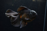 Thai Oranda  Black 5.5 Inch (ID#304To7b-118)