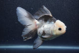 Thai Oranda  Panda 5.5 Inch (ID#1015To6c-107)