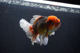 Thai Oranda  Tricolor 4.5 Inch (ID#1008R12c-118) Free2Day SHIPPING