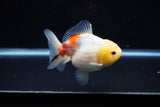 Yuan Bao Oranda  Sakura 4 Inch (ID#1203To10b-70) Free2Day SHIPPING