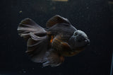 Thai Oranda  Black 5.5 Inch (ID#304To7b-118)